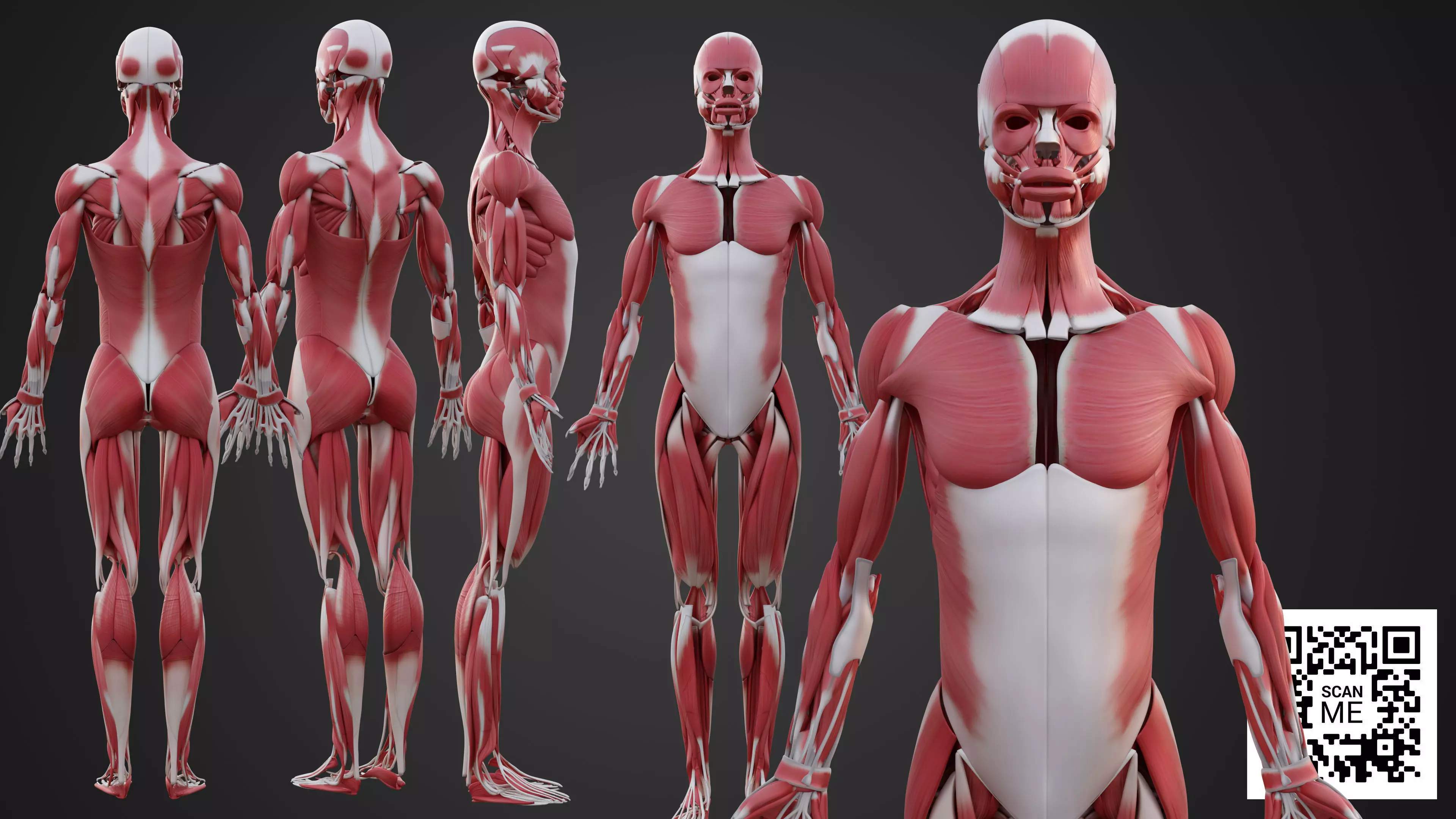 Human Muscular System 3D Model Realistic Anatomy Low-poly 3D model_0