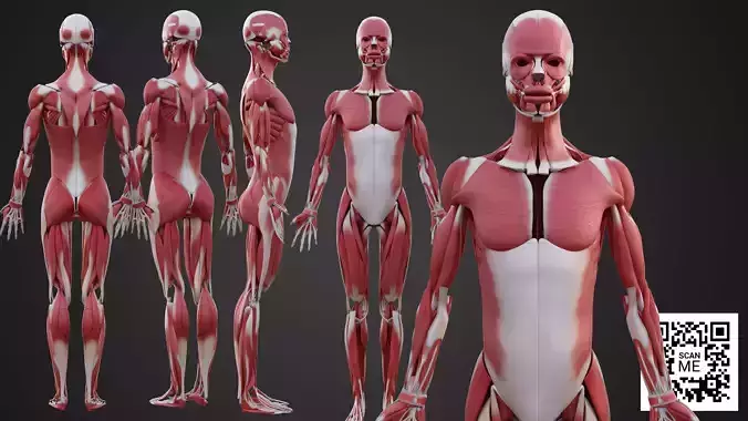 Human Muscular System 3D Model Realistic Anatomy Low-poly 3D model