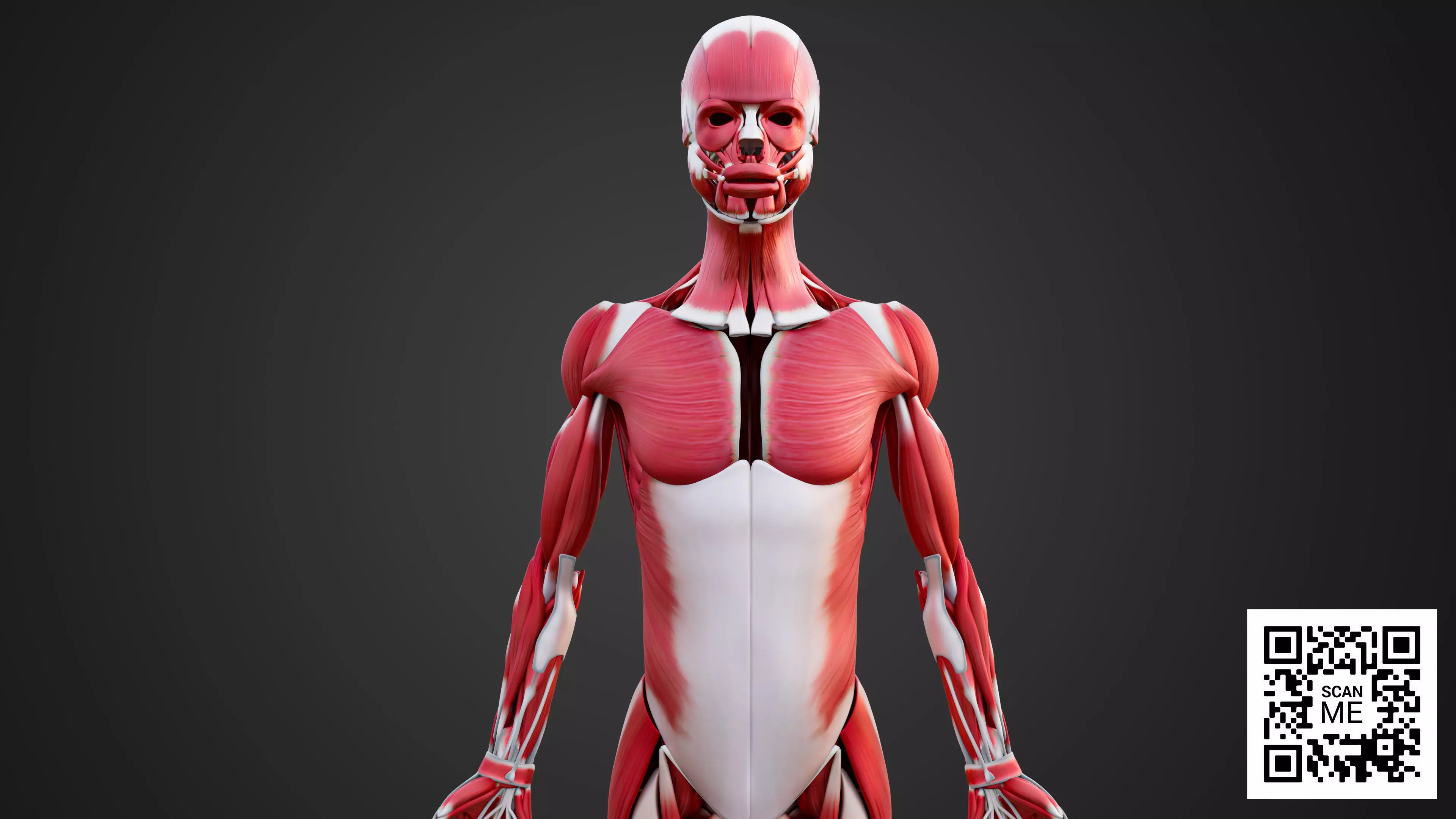 Human Muscular System 3D Model Realistic Anatomy Low-poly 3D model_7