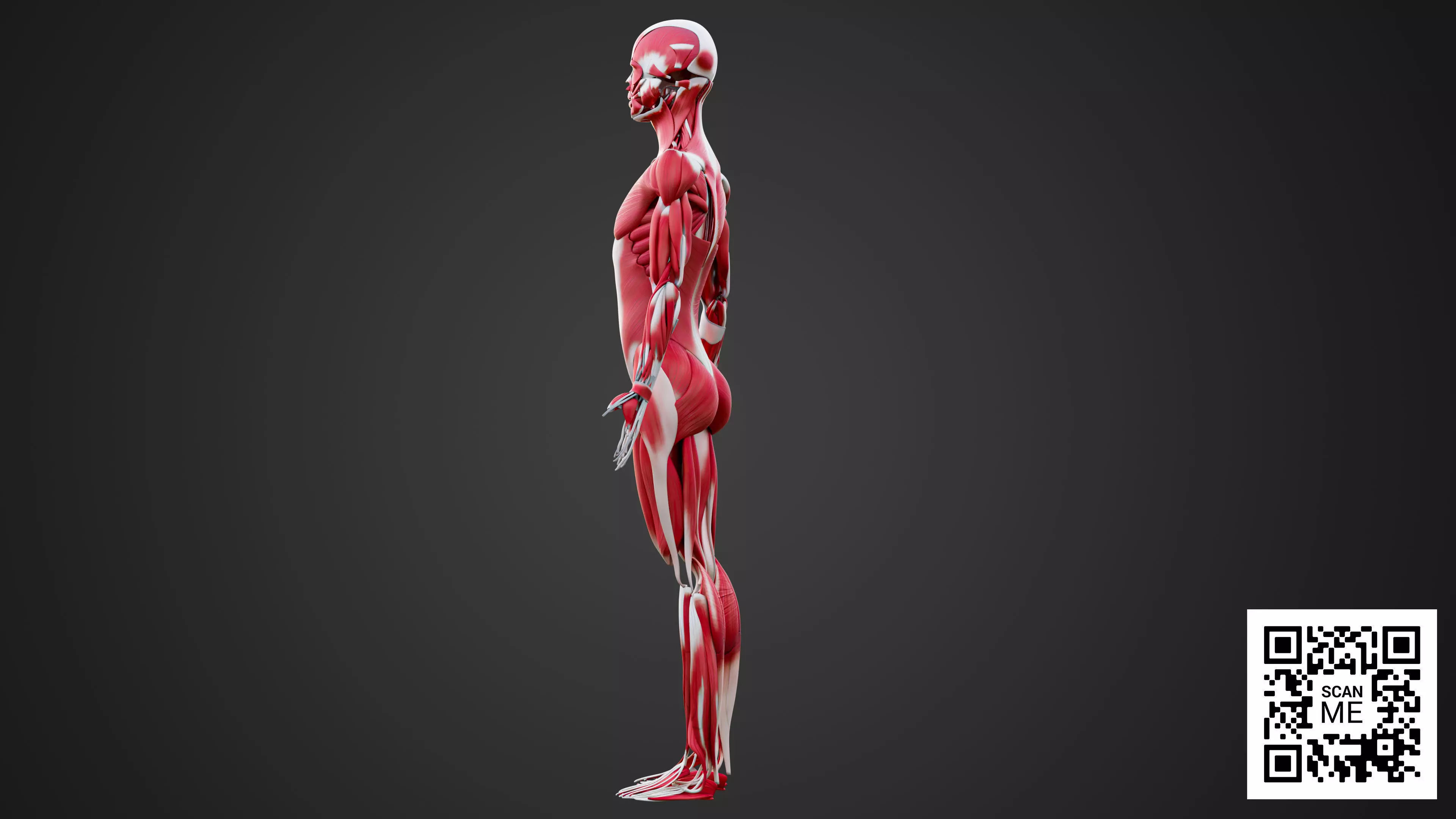 Human Muscular System 3D Model Realistic Anatomy Low-poly 3D model_2