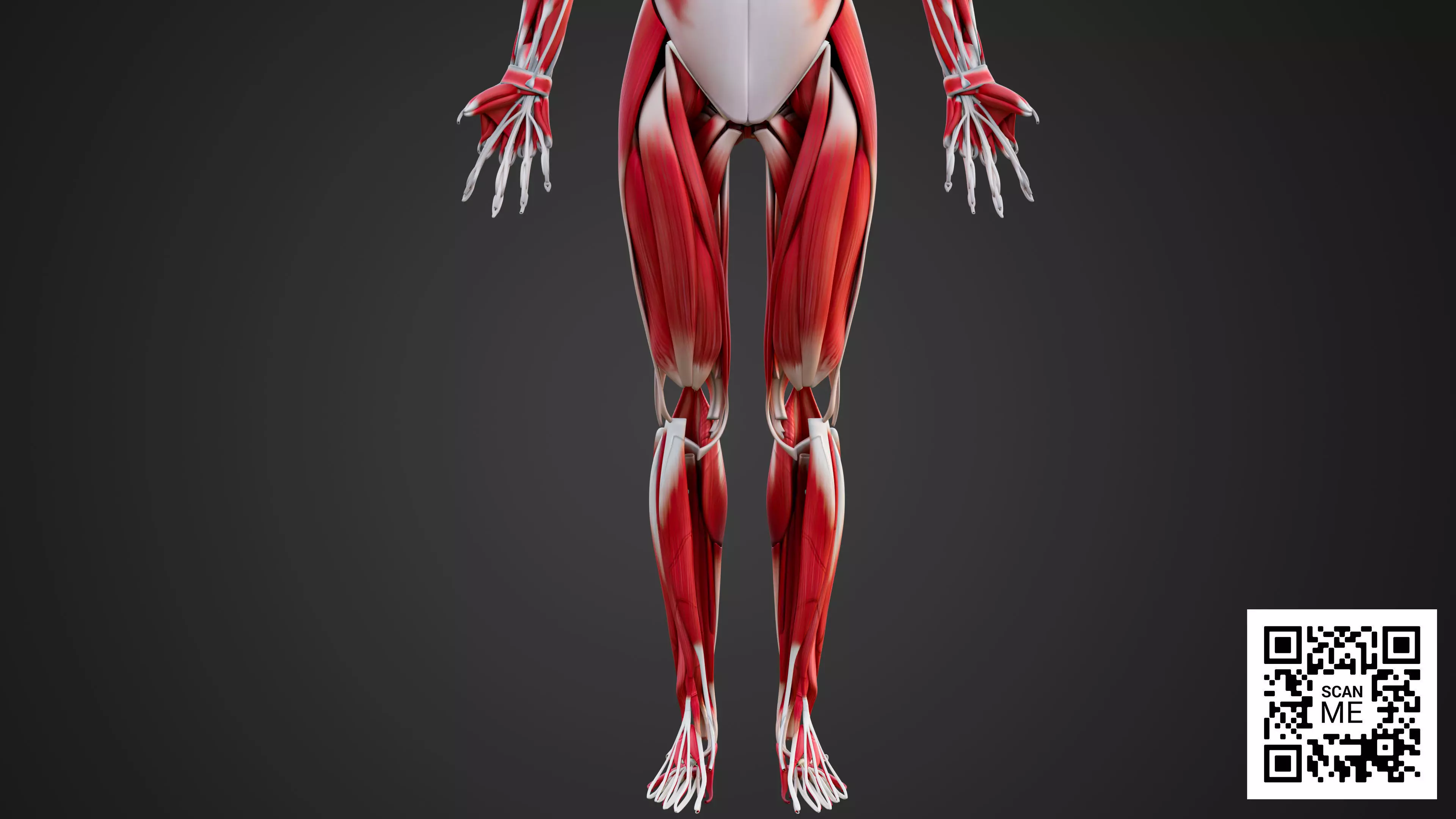 Human Muscular System 3D Model Realistic Anatomy Low-poly 3D model_8