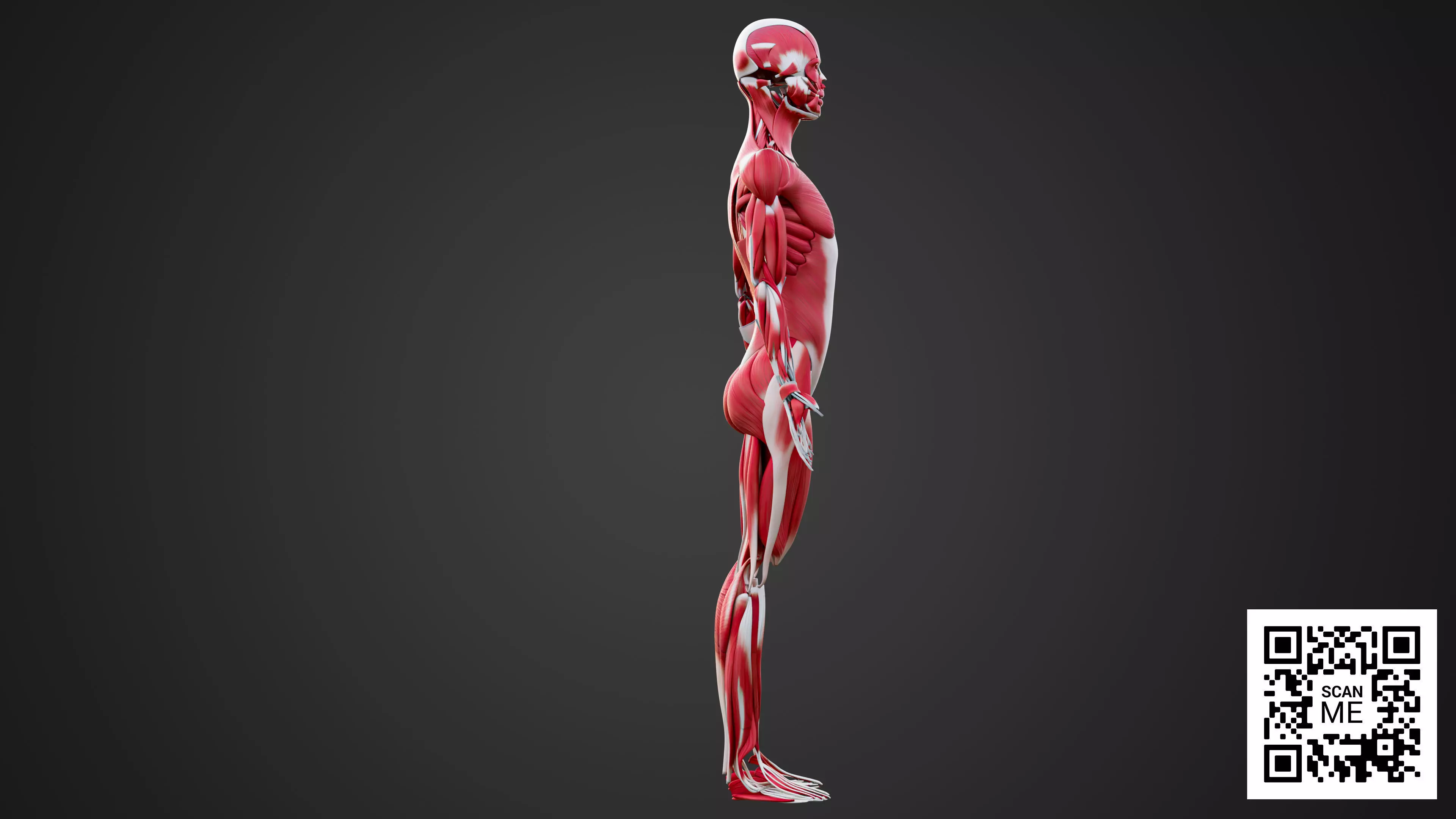 Human Muscular System 3D Model Realistic Anatomy Low-poly 3D model_5