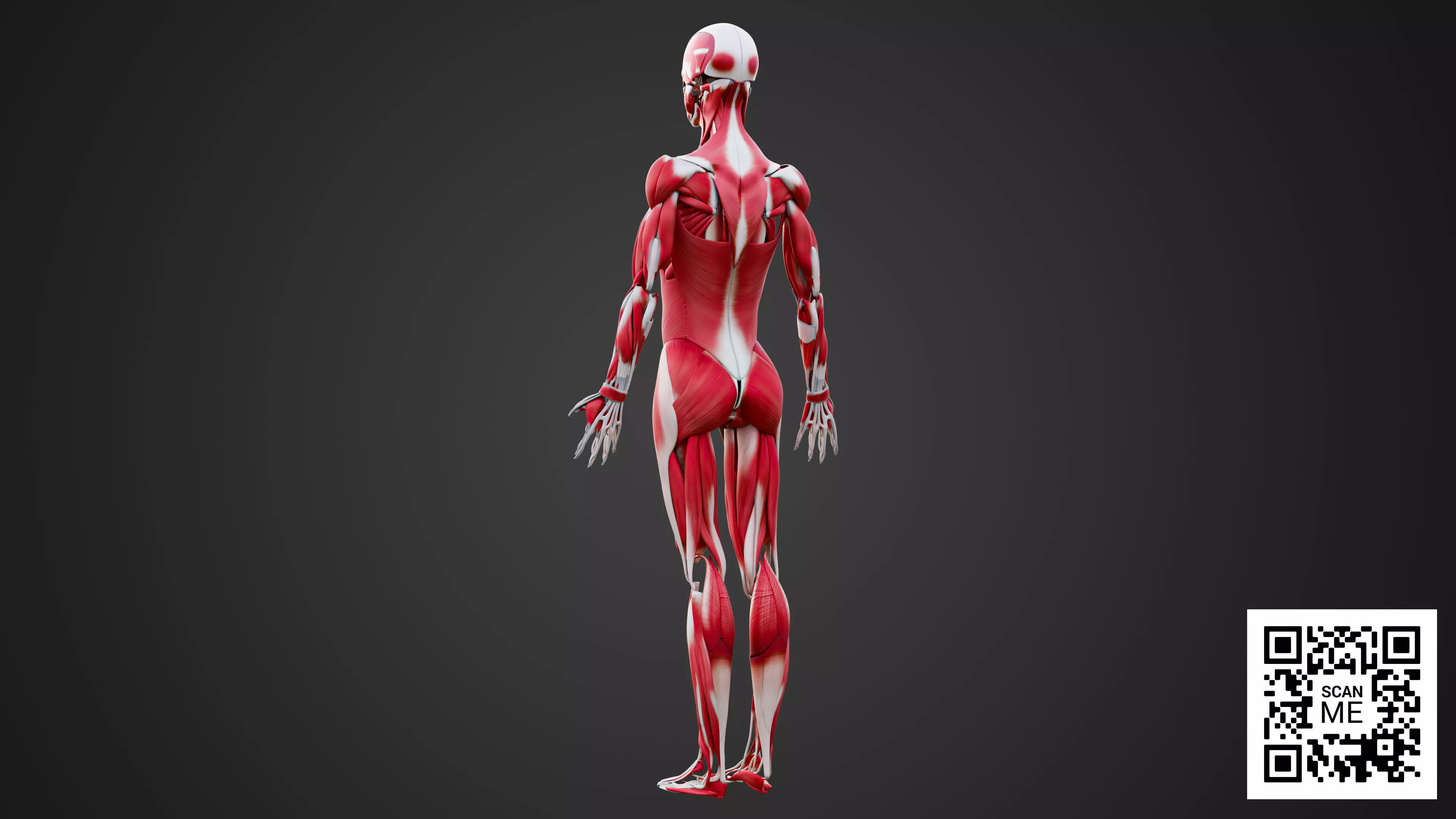 Human Muscular System 3D Model Realistic Anatomy Low-poly 3D model_3