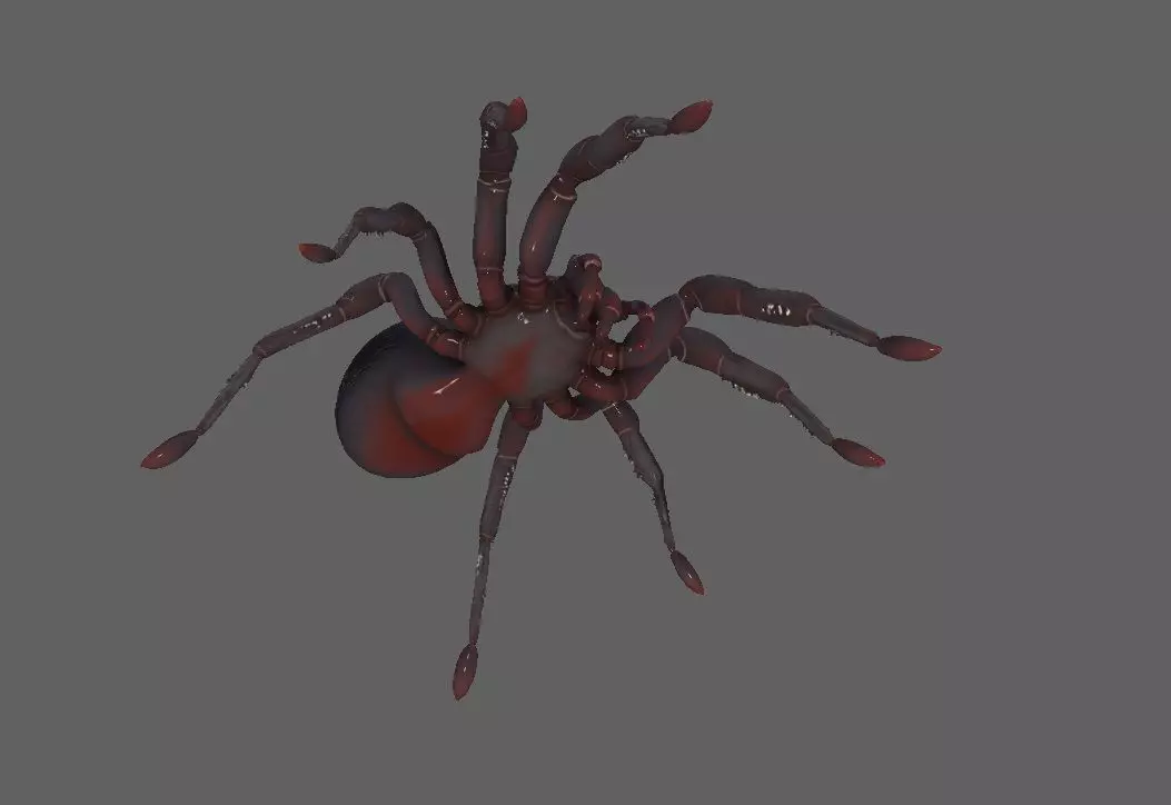 Spider 3D model_2