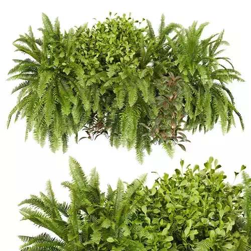 Collection plant vol 675 - Indoor - balcony - ampelous 