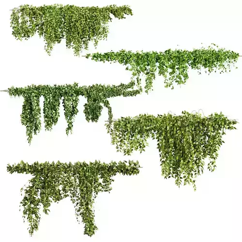 plant vol 679 - ivy - vine