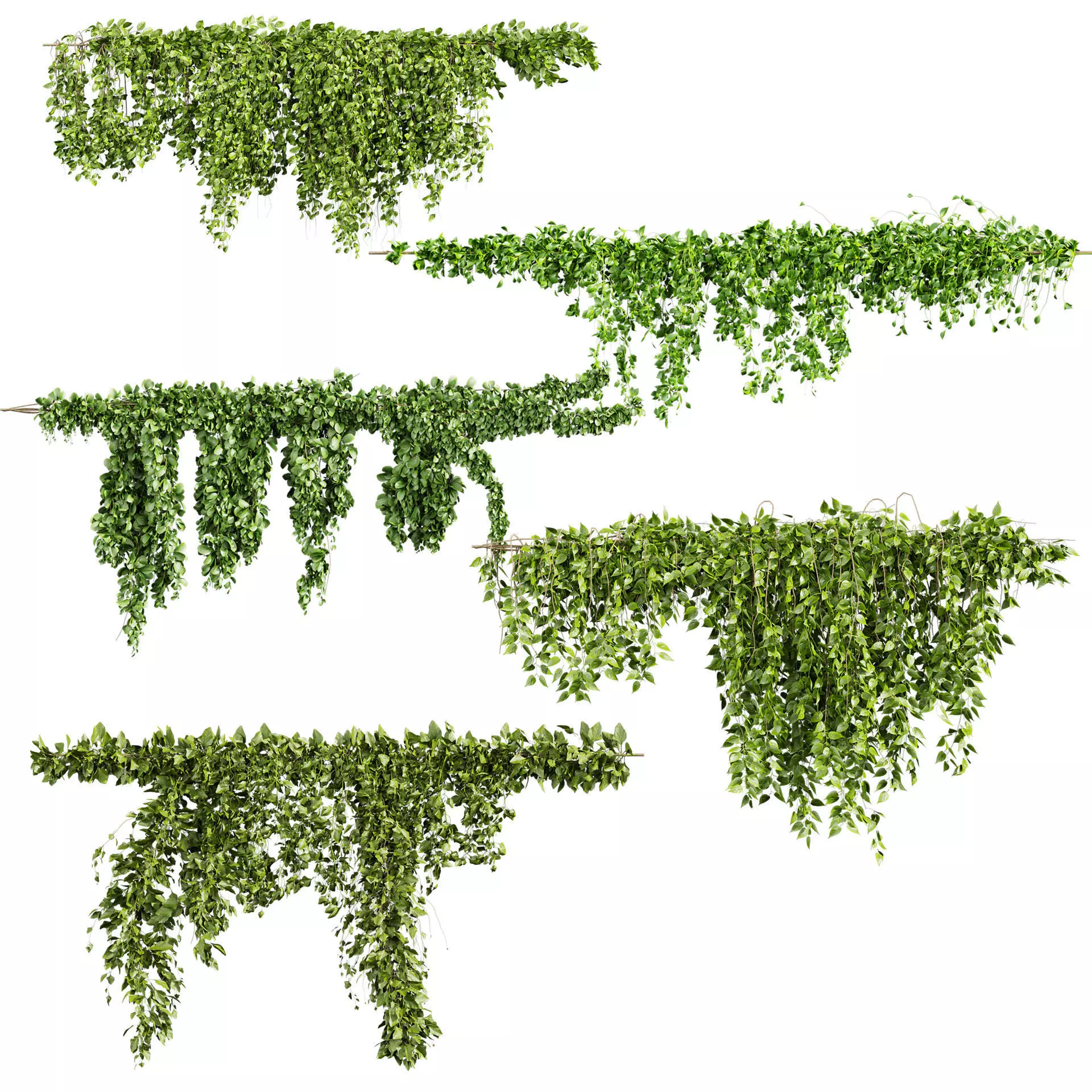 plant vol 679 - ivy - vine 3D model