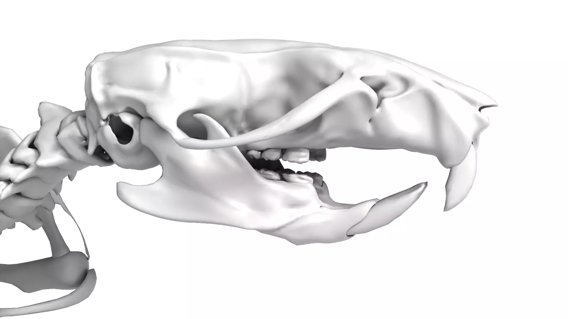 Rat Skeleton 3D Model 3D model_6