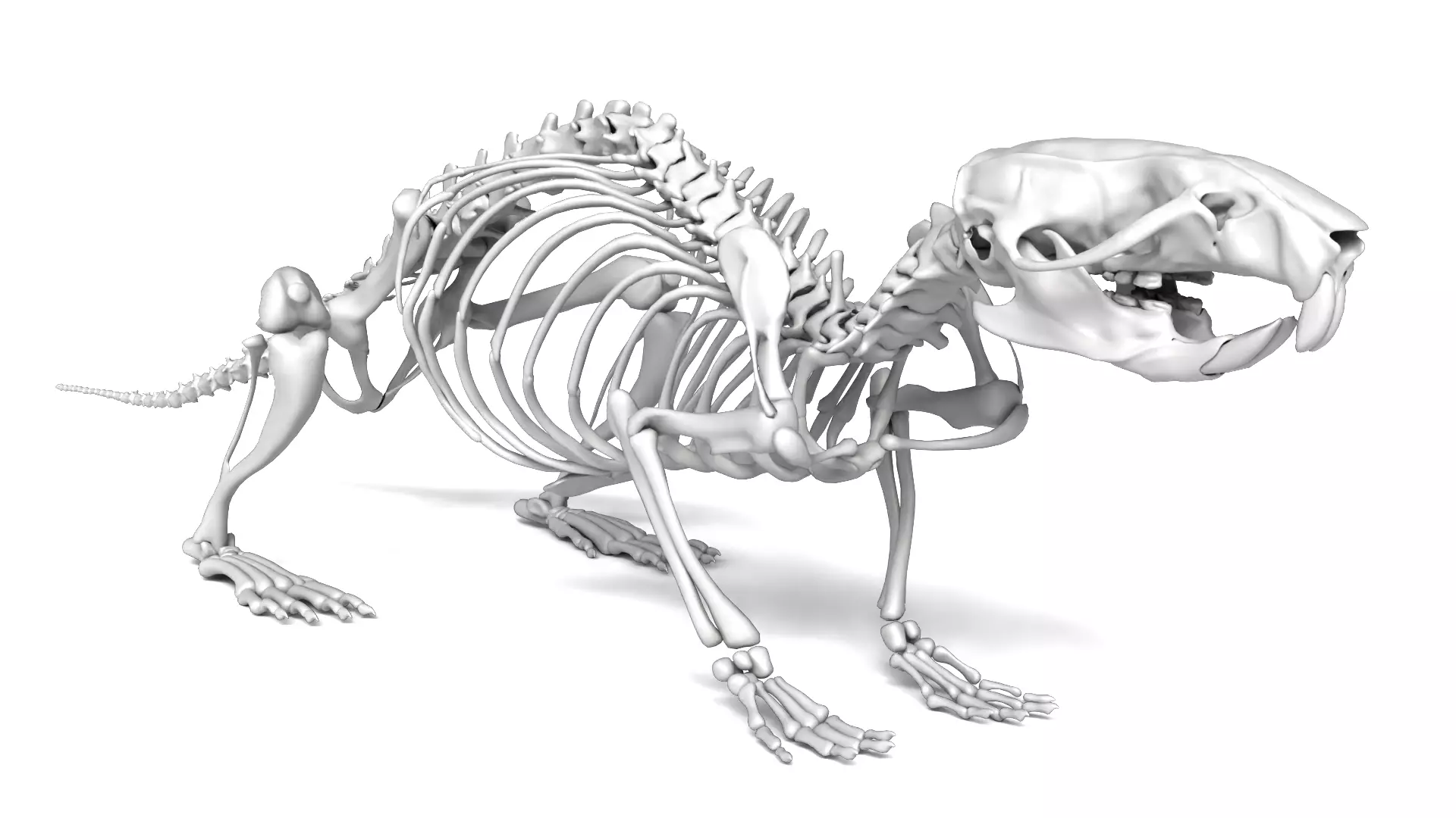 Rat Skeleton 3D Model 3D model_1