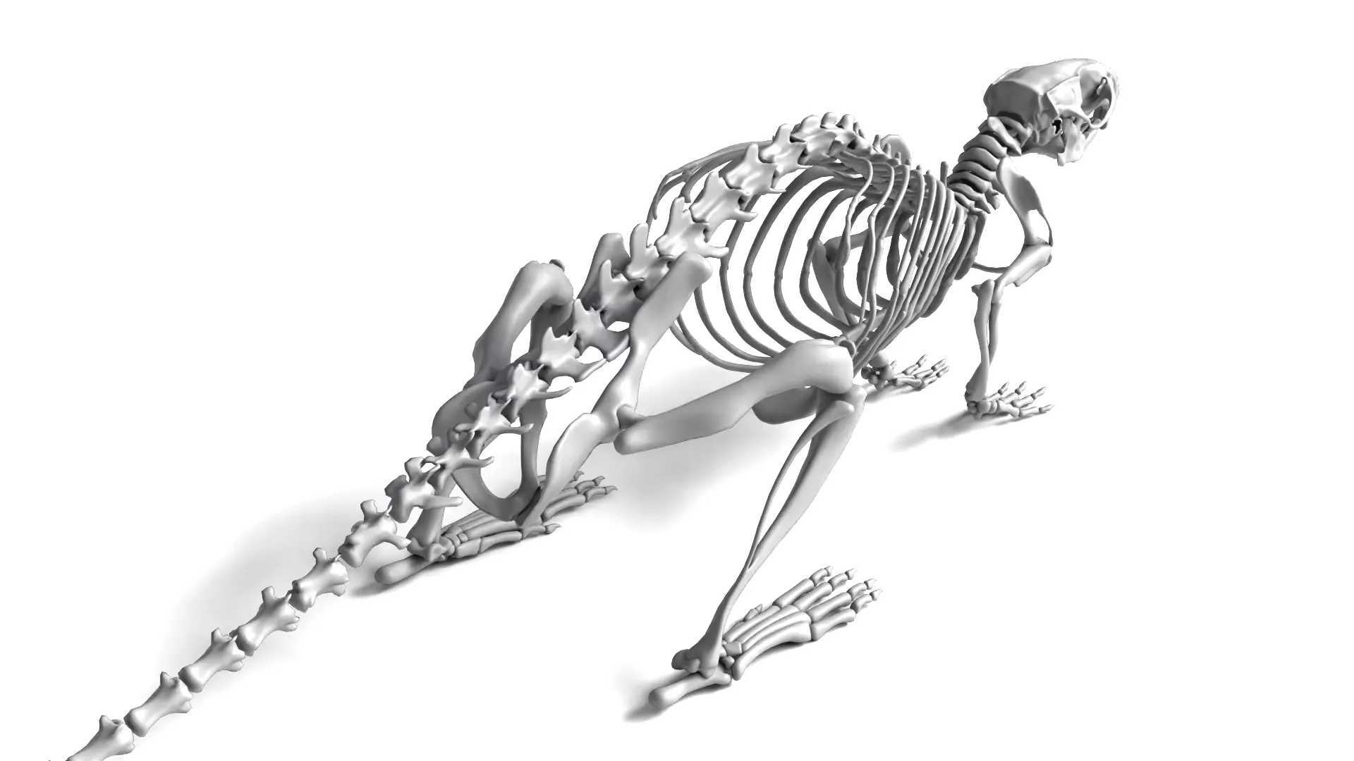 Rat Skeleton 3D Model 3D model_3