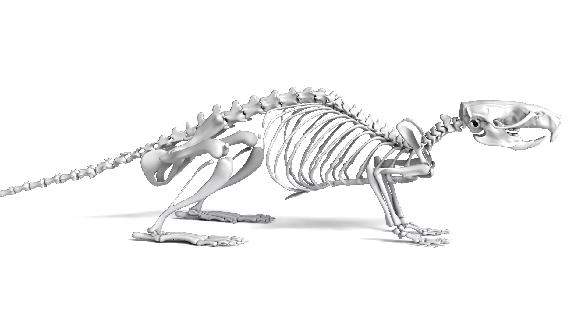 Rat Skeleton 3D Model 3D model_2