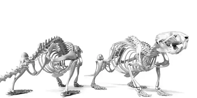 Rat Skeleton 3D Model