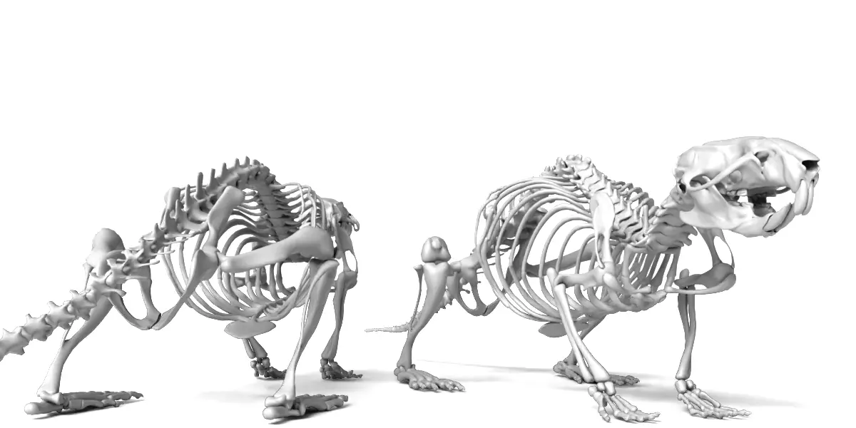 Rat Skeleton 3D Model 3D model_0