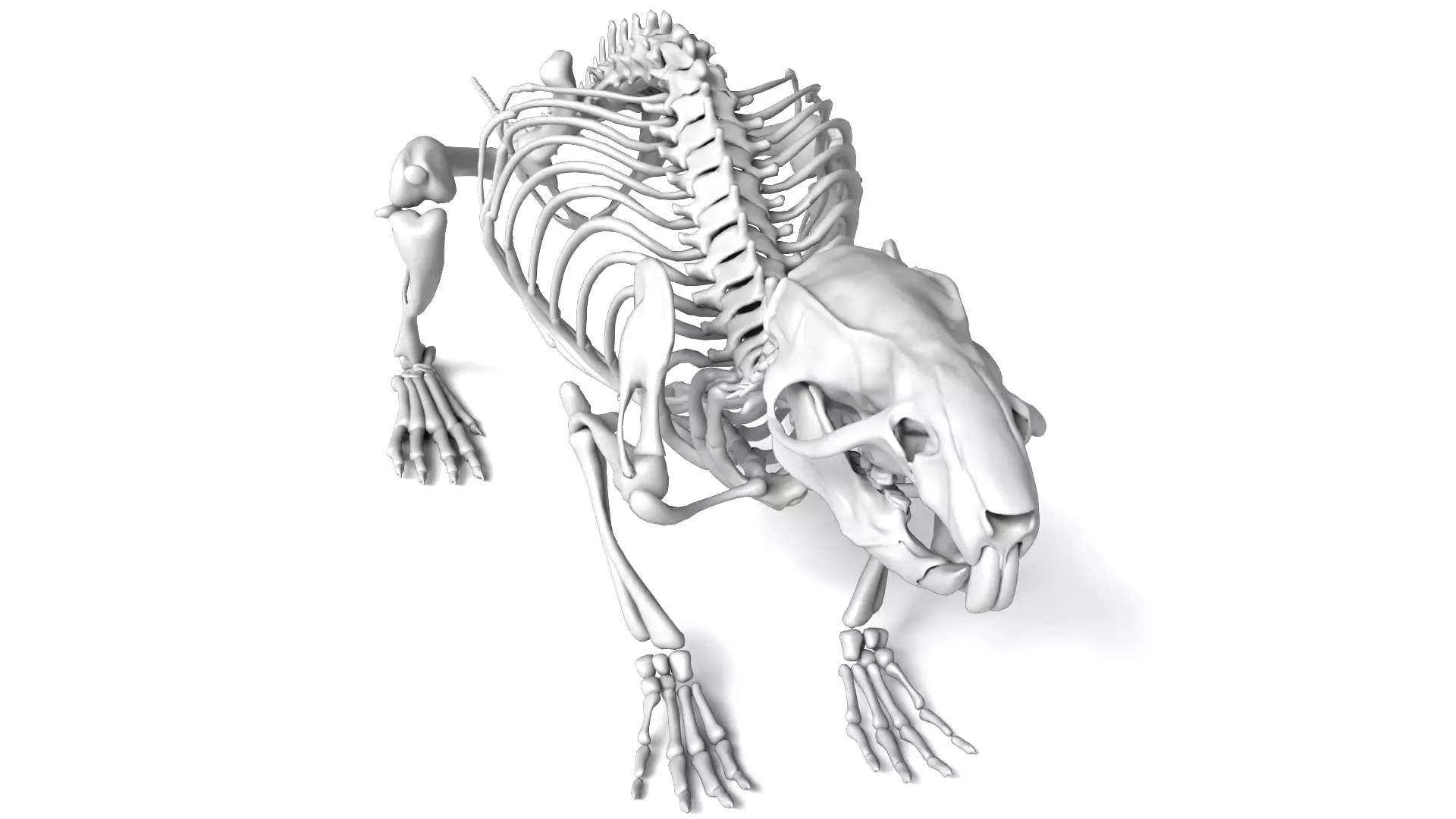 Rat Skeleton 3D Model 3D model_9