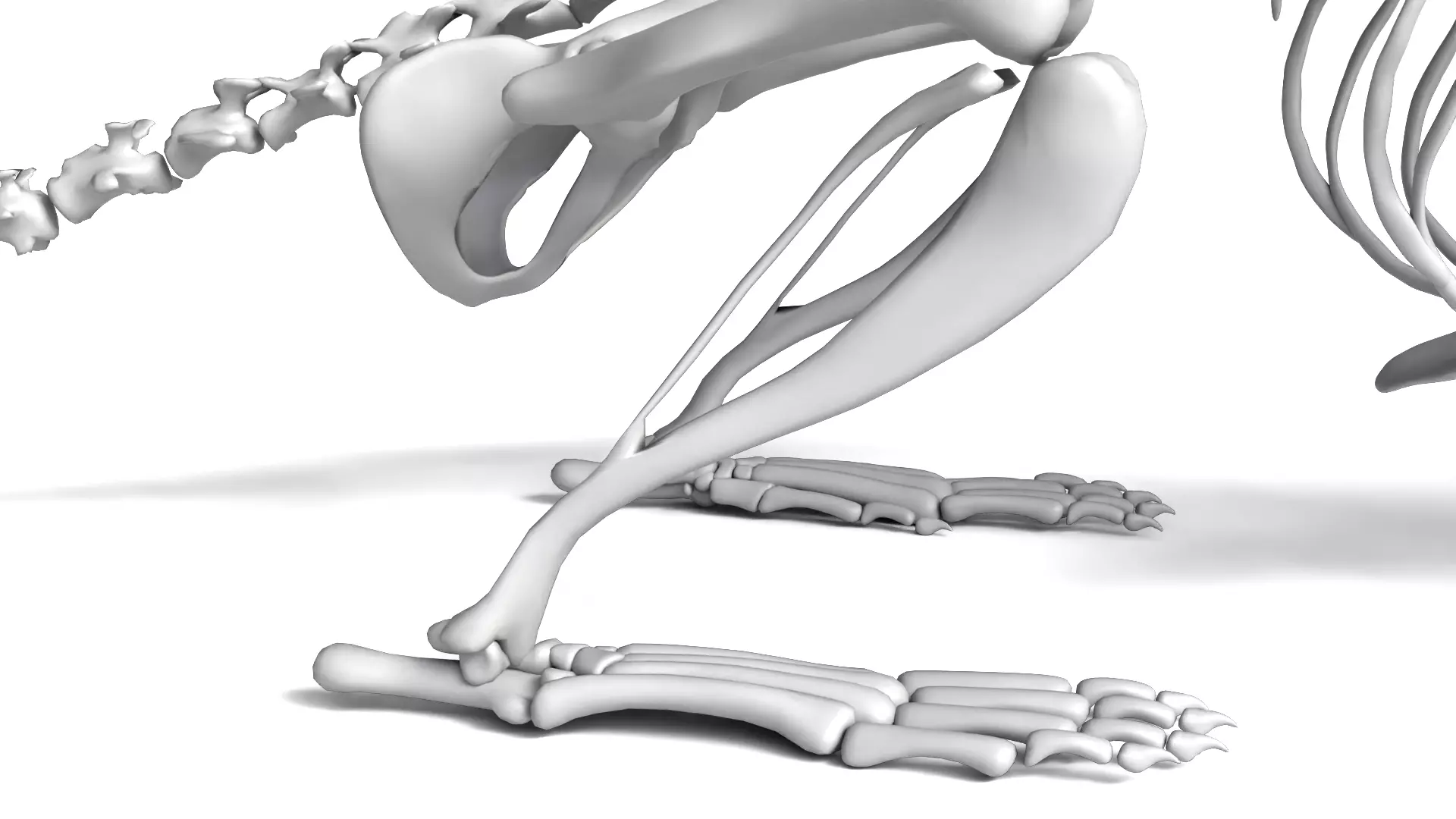 Rat Skeleton 3D Model 3D model_8