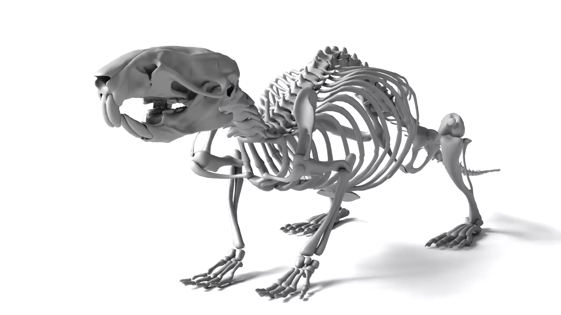 Rat Skeleton 3D Model 3D model_5
