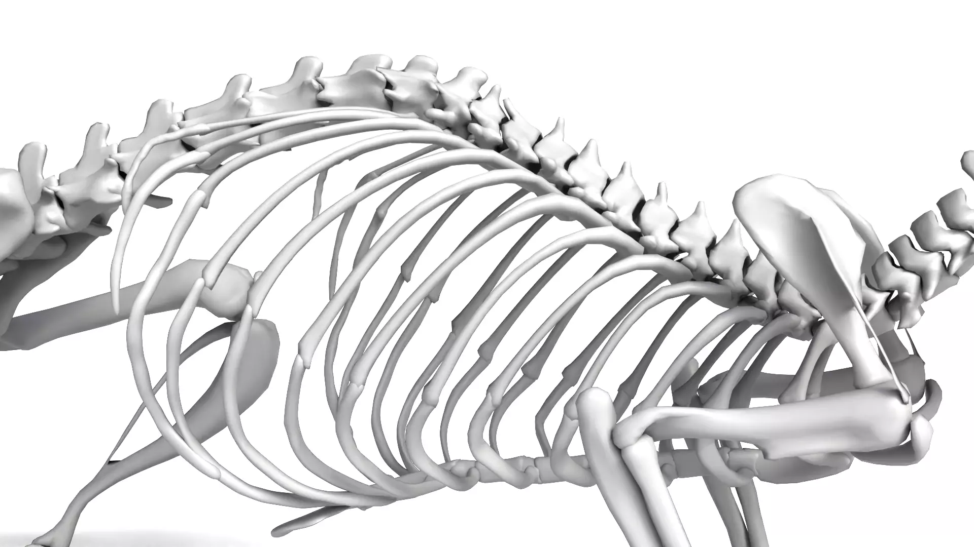 Rat Skeleton 3D Model 3D model_7
