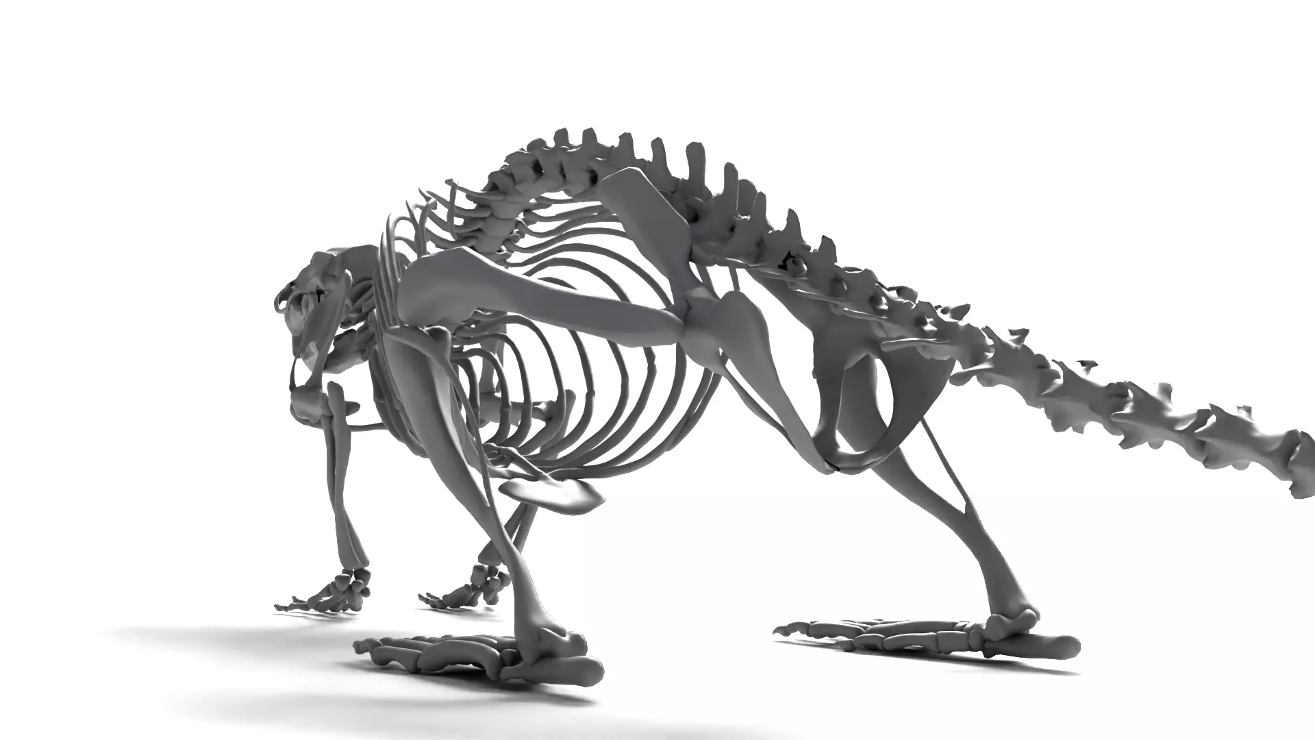 Rat Skeleton 3D Model 3D model_4
