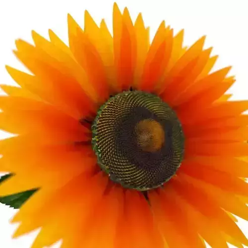 Sunflower orange 3D model