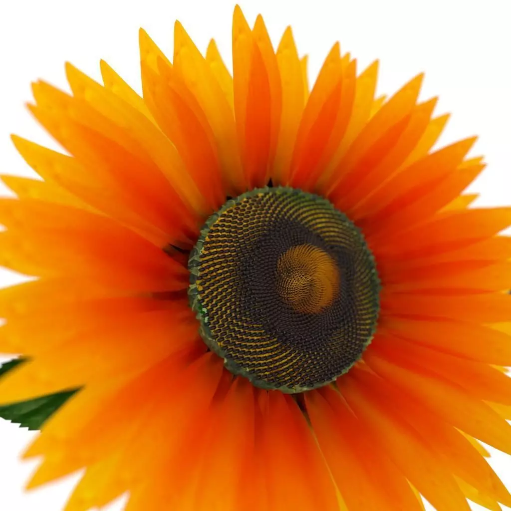 Sunflower orange 3D model