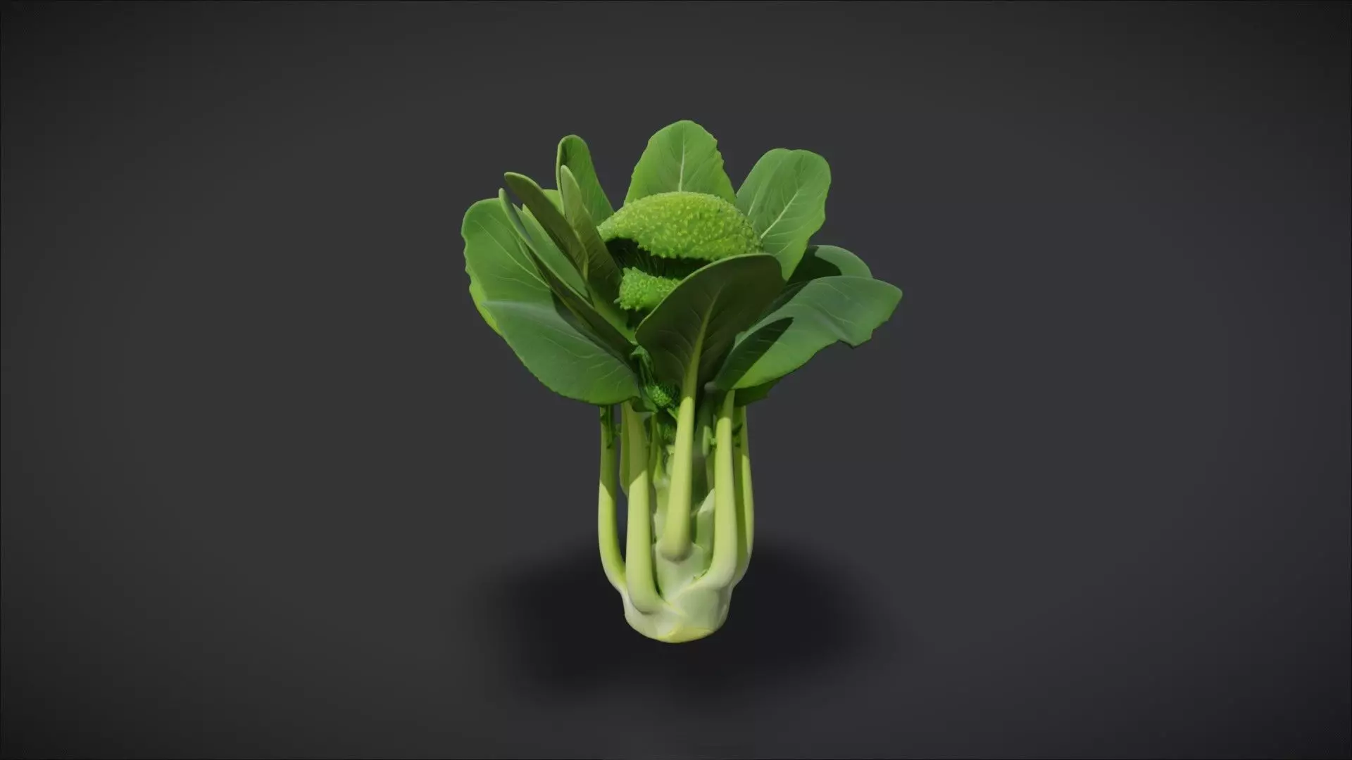 Chinese Broccoli 3D model_0