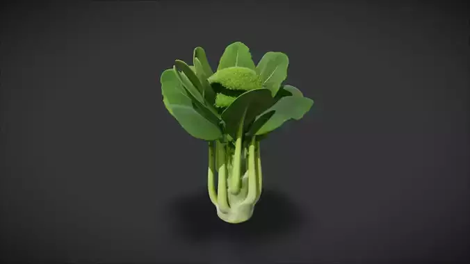 Chinese Broccoli 3D model