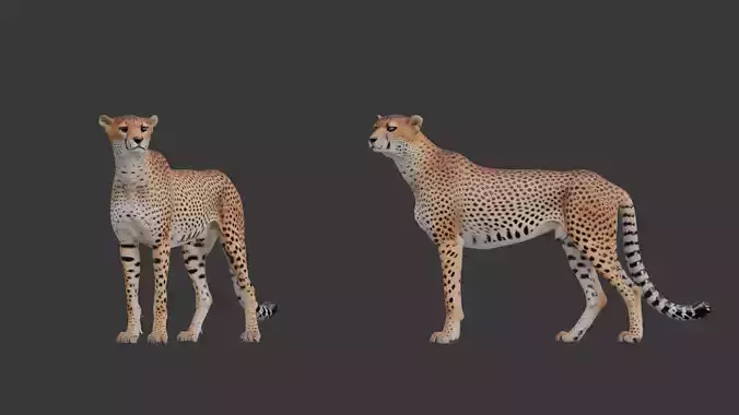 Cheetah Miniature
