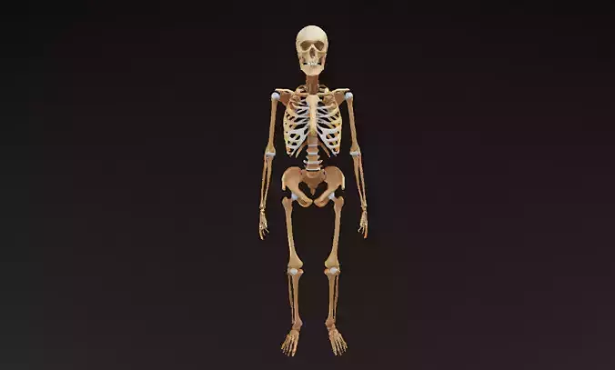 Human Skeleton Anatomical Structure