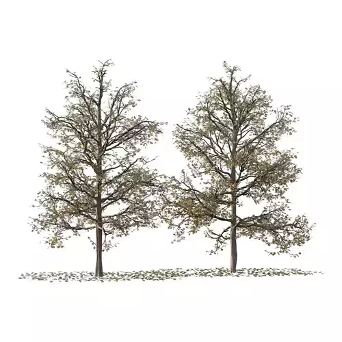 Mountain Ash Tree 17