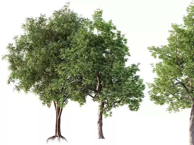 AV Ash Tree and American Elm Tree 3D model