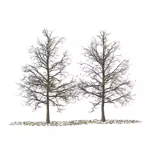 Mountain Ash Tree 18