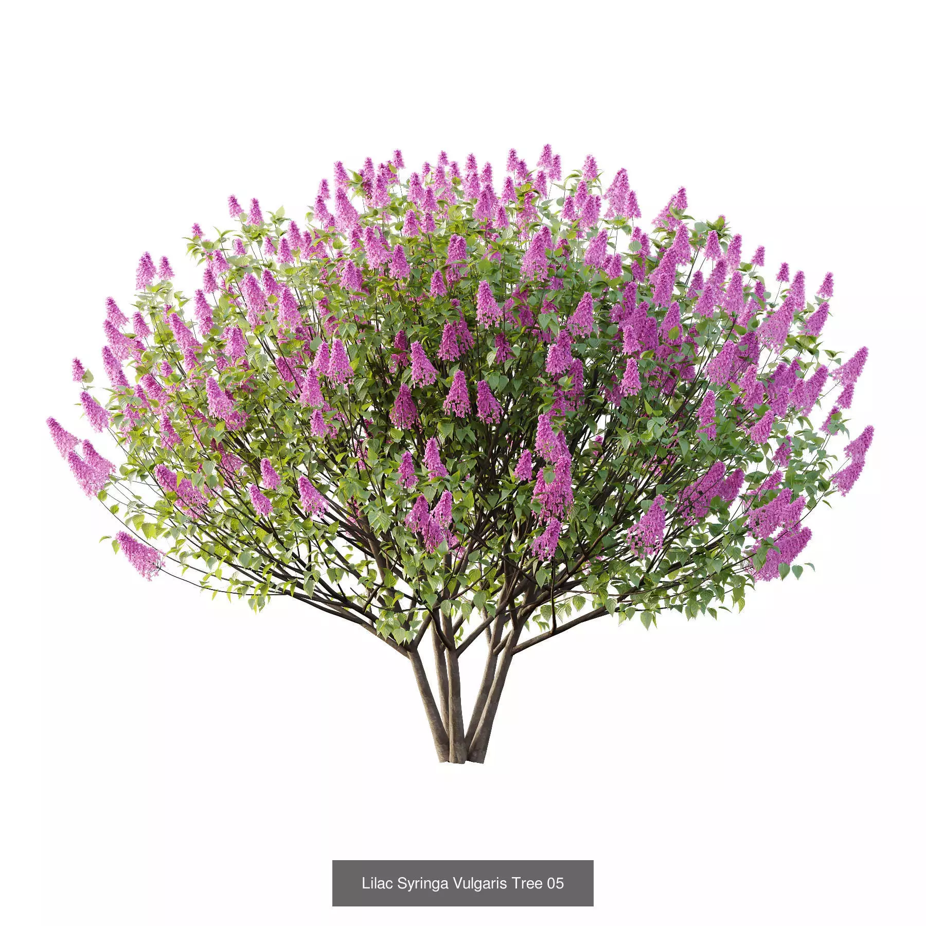 Excellent collection of Outdoor plants 18 Different Models 0026 _7