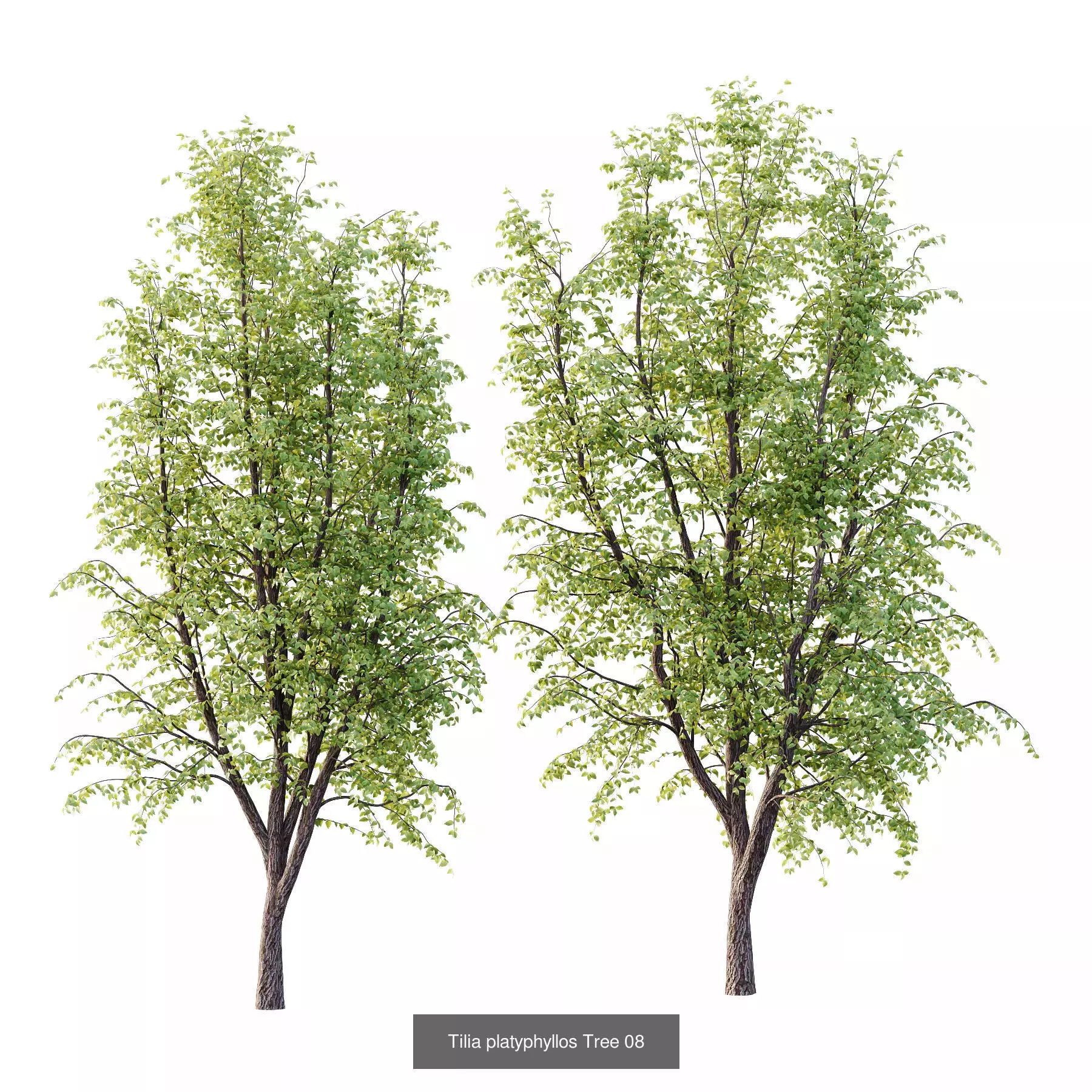 Excellent collection of Outdoor plants 18 Different Models 0026 _4