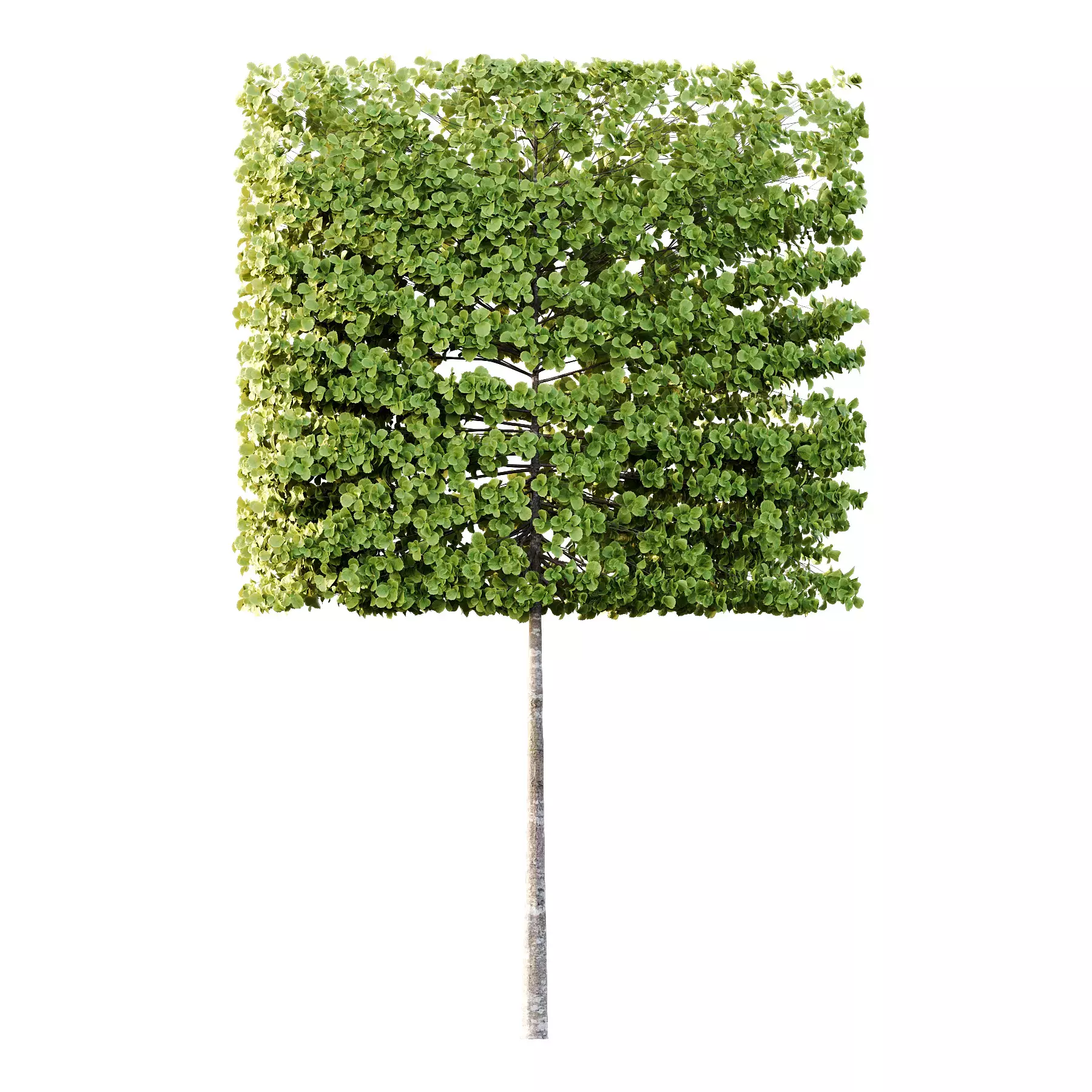 Excellent collection of Outdoor plants 18 Different Models 0026 _19