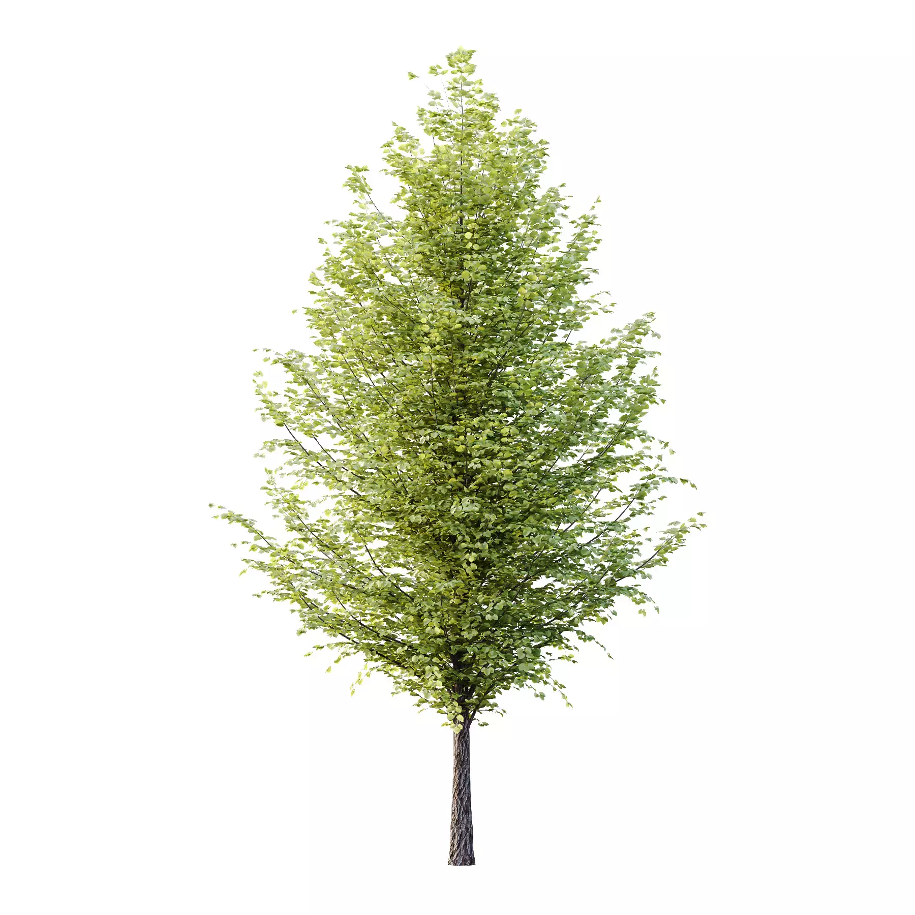 Excellent collection of Outdoor plants 18 Different Models 0026 _29