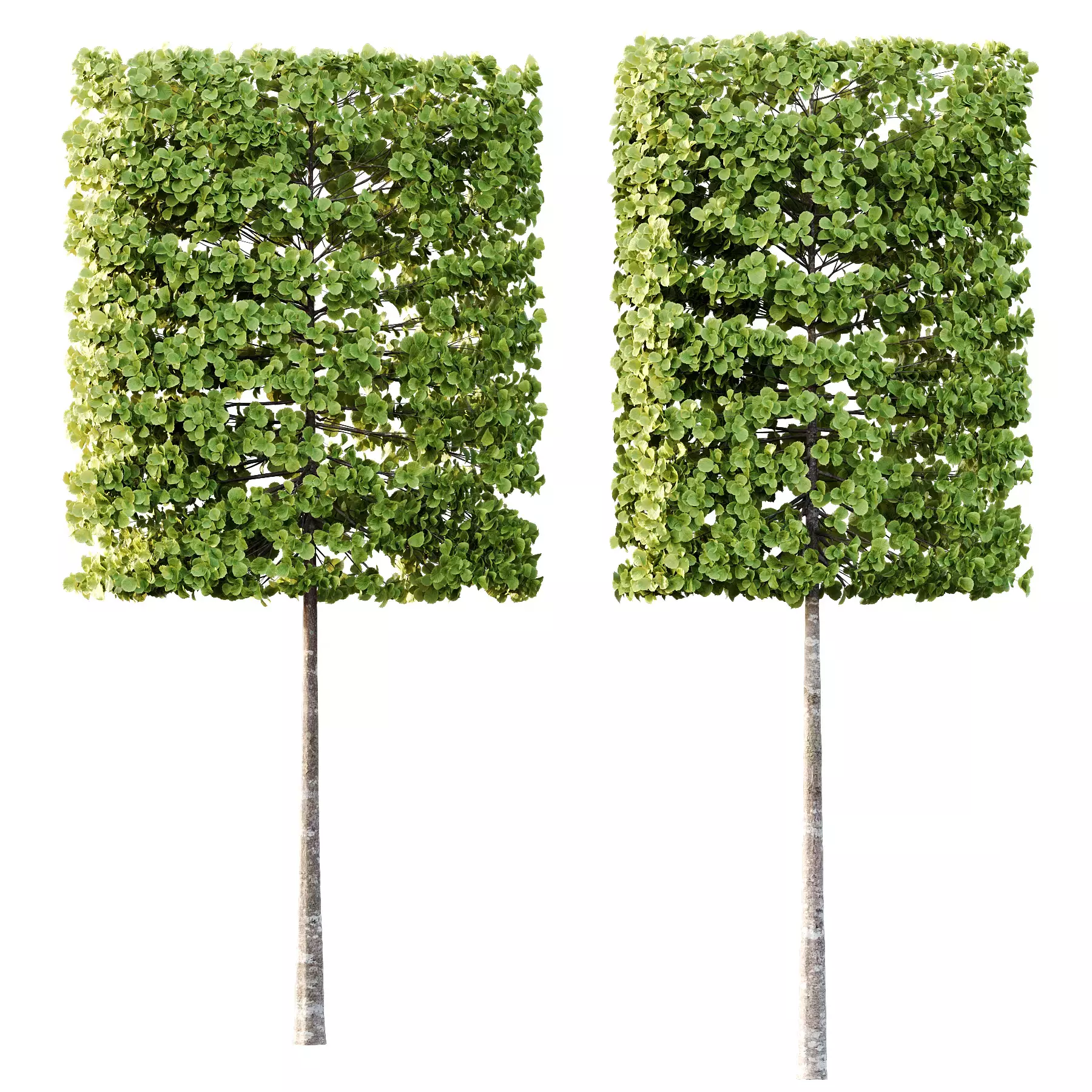 Excellent collection of Outdoor plants 18 Different Models 0026 _18