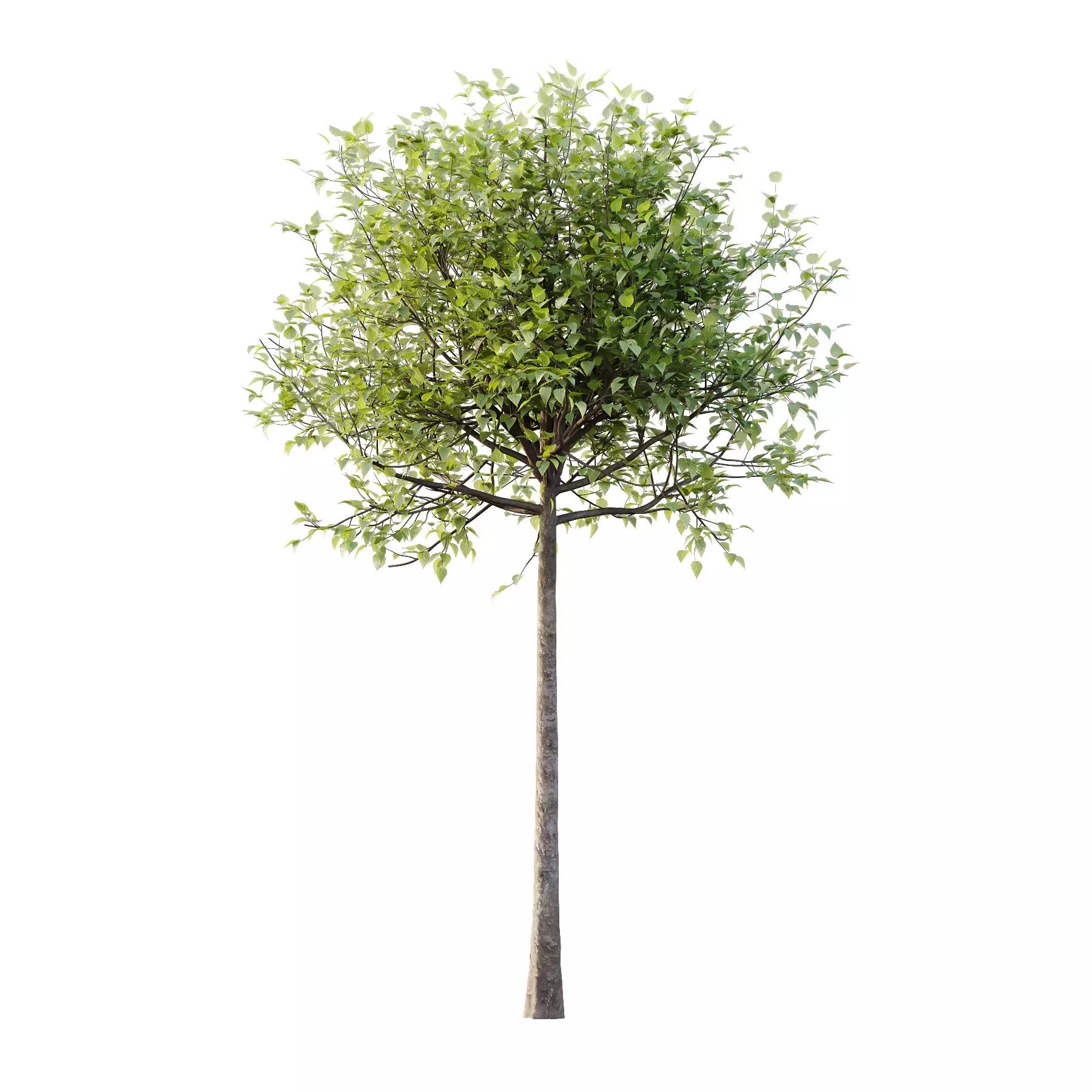 Excellent collection of Outdoor plants 18 Different Models 0026 _21