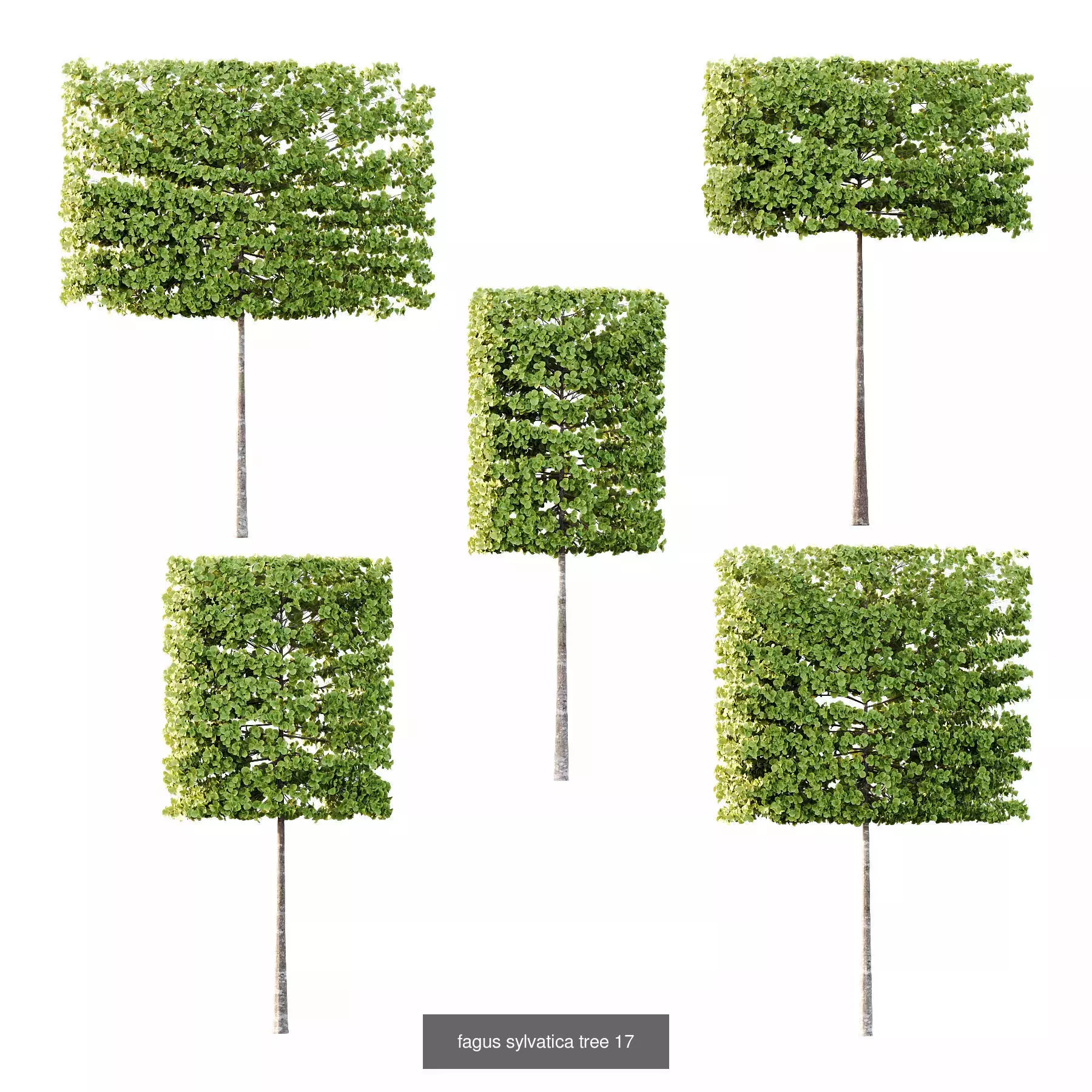 Excellent collection of Outdoor plants 18 Different Models 0026 _2