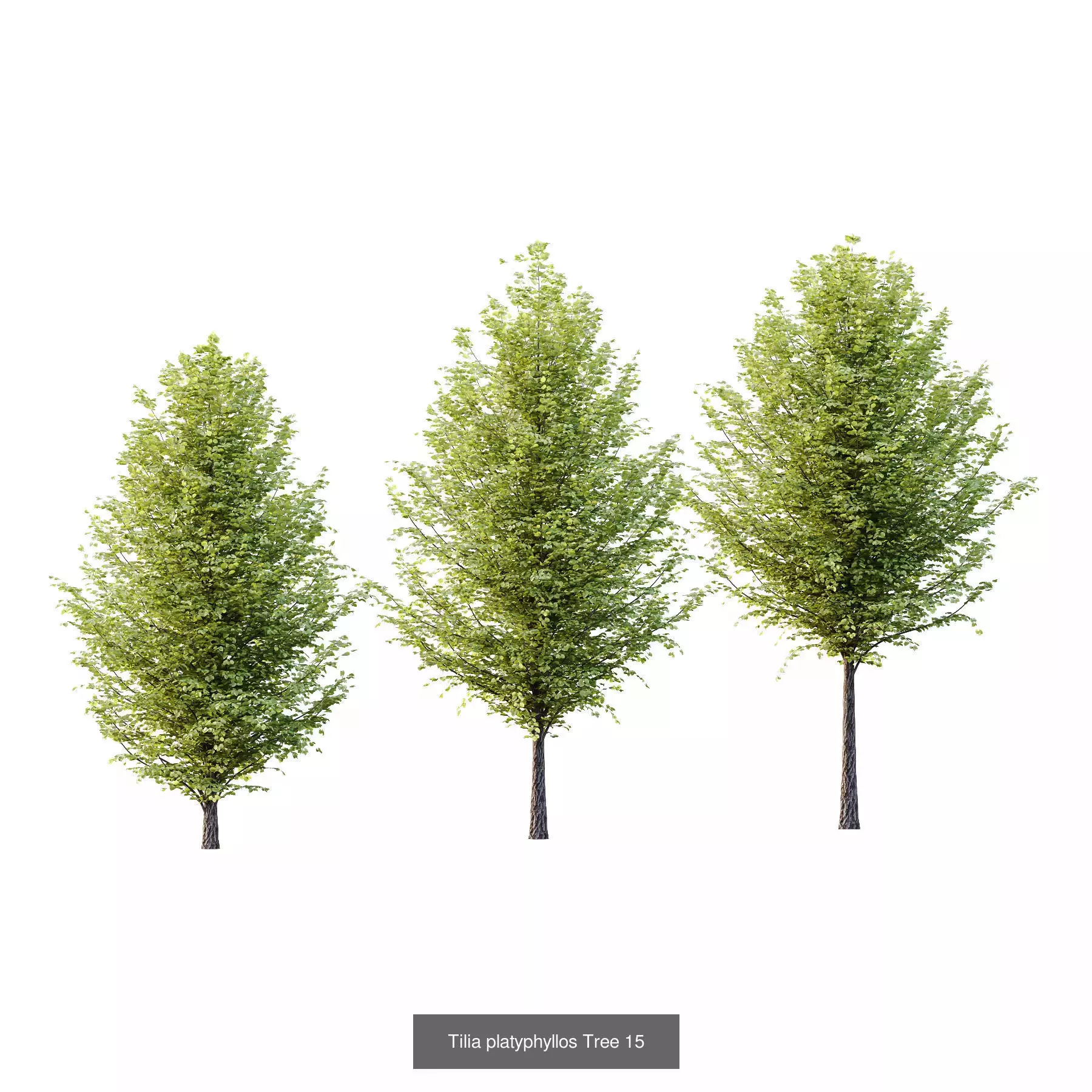 Excellent collection of Outdoor plants 18 Different Models 0026 _5