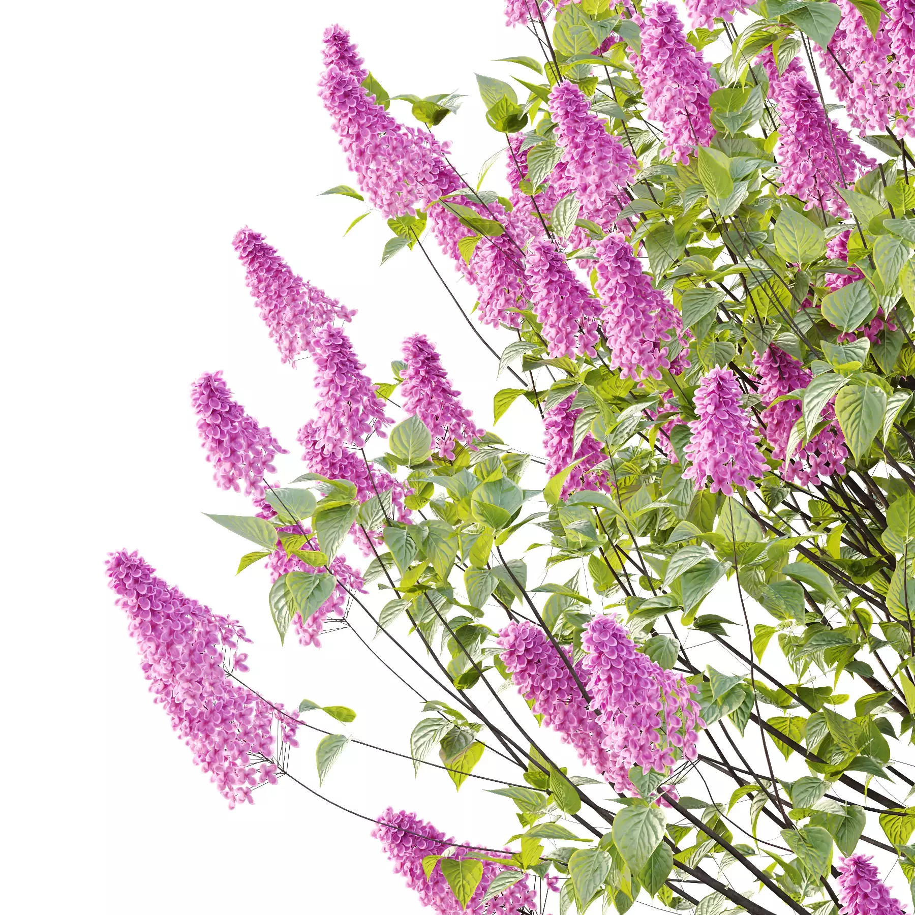 Excellent collection of Outdoor plants 18 Different Models 0026 _25