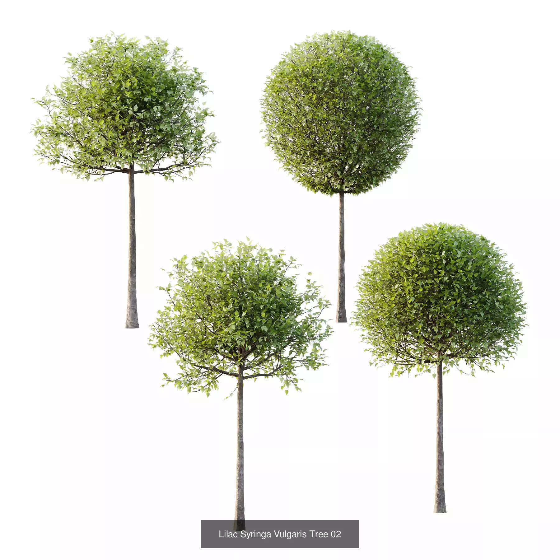 Excellent collection of Outdoor plants 18 Different Models 0026 _6