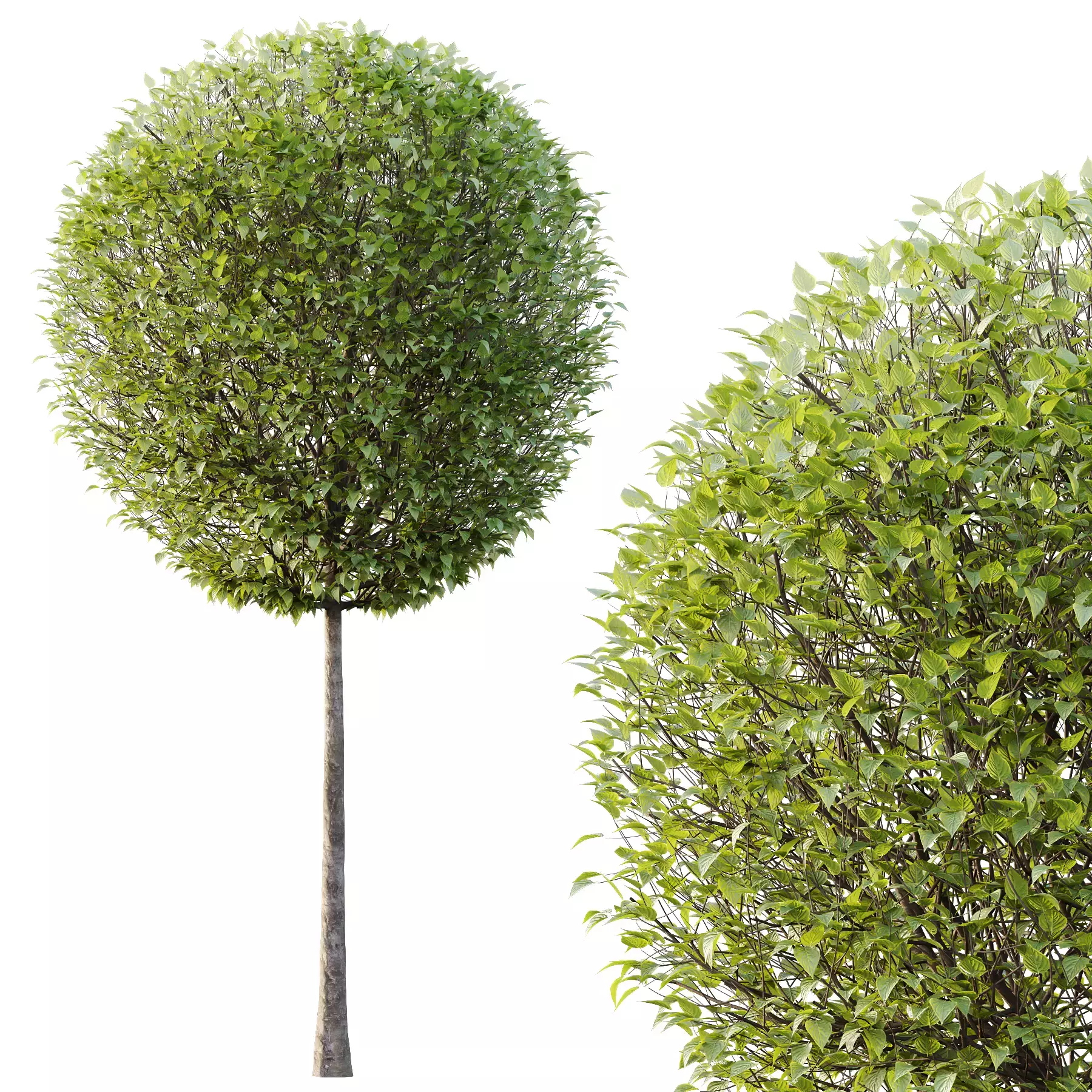 Excellent collection of Outdoor plants 18 Different Models 0026 _23