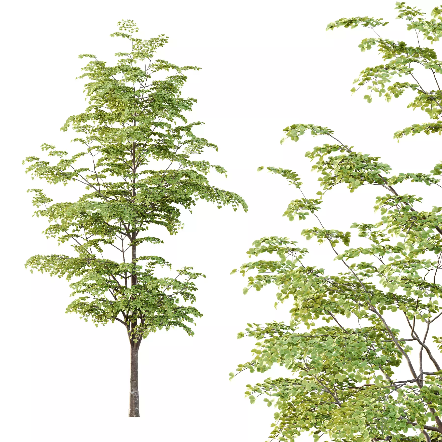 Excellent collection of Outdoor plants 18 Different Models 0026 _14