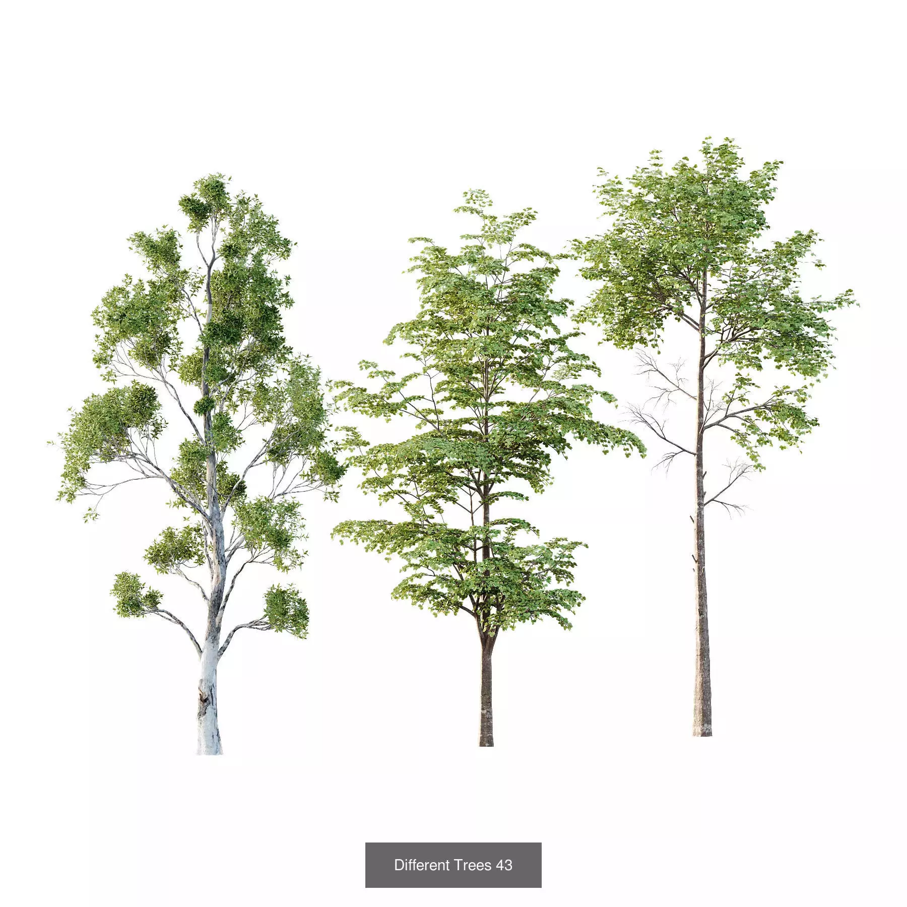 Excellent collection of Outdoor plants 18 Different Models 0026 _3