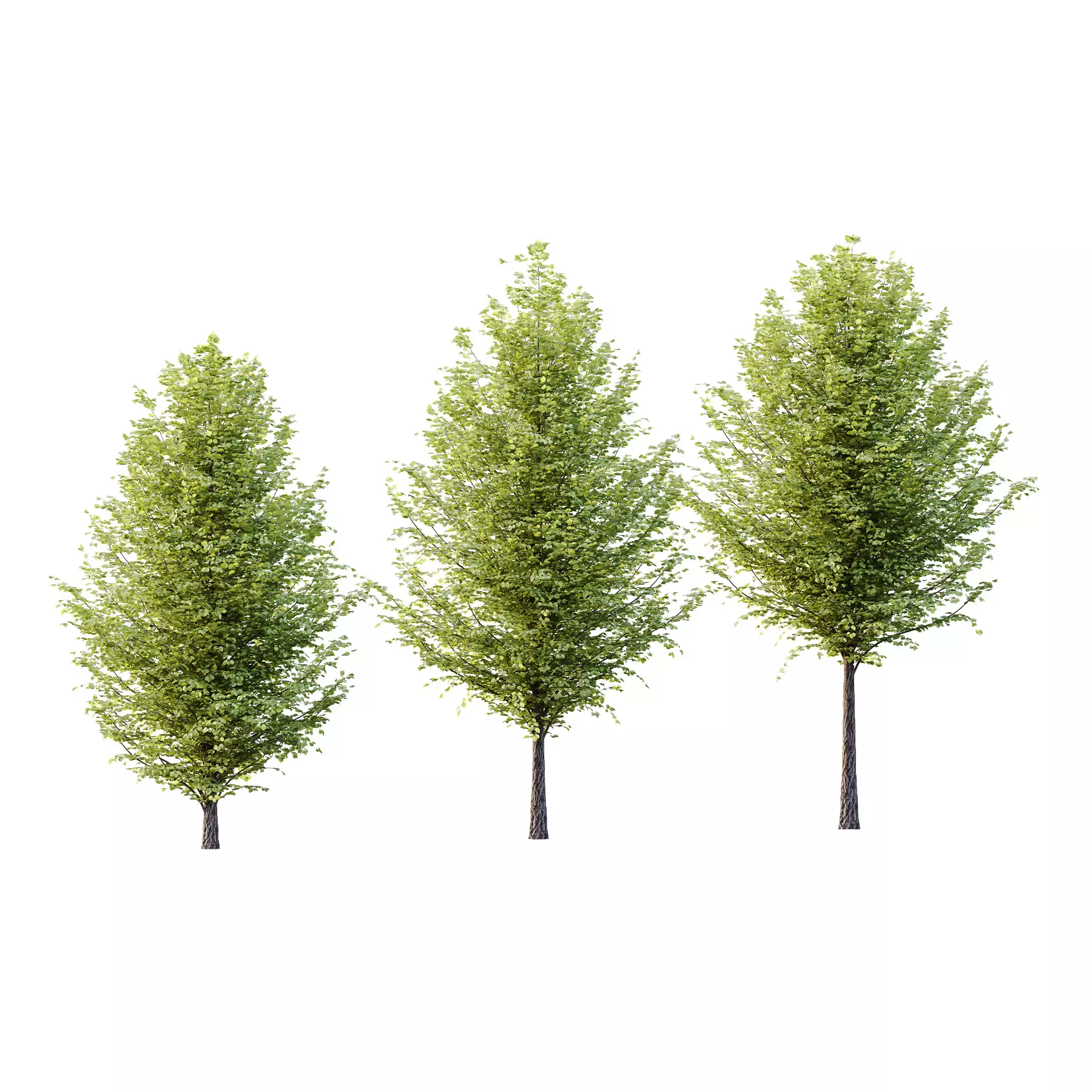 Excellent collection of Outdoor plants 18 Different Models 0026 _12