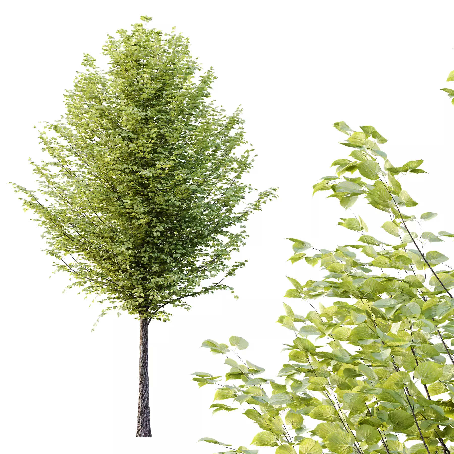 Excellent collection of Outdoor plants 18 Different Models 0026 _31