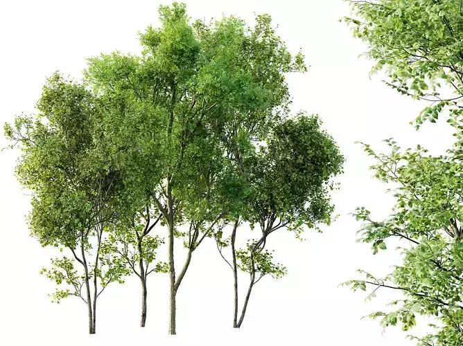 AV Celtis Australis and Acer Saccharinum