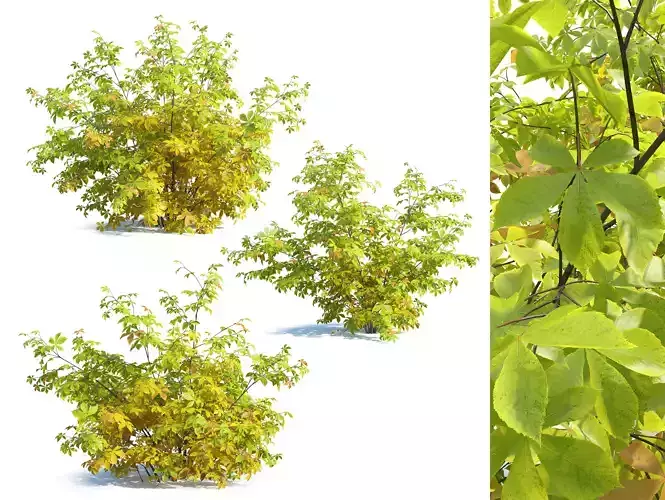 Autumn Bottlebrush buckeye