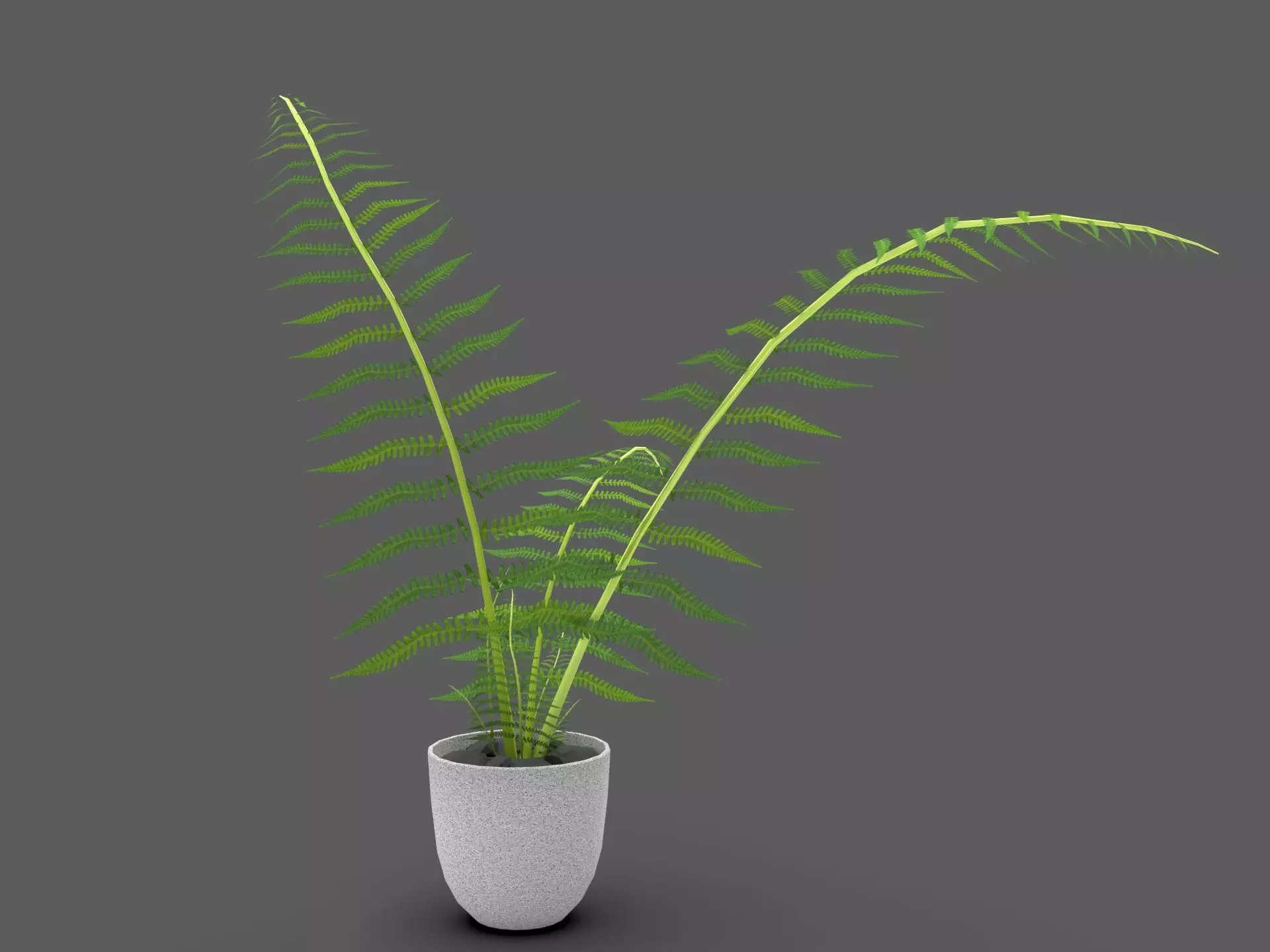 Fern Plant 3D model_3