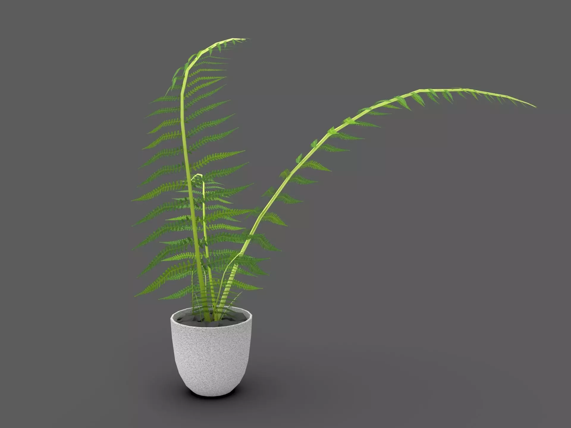 Fern Plant 3D model_2